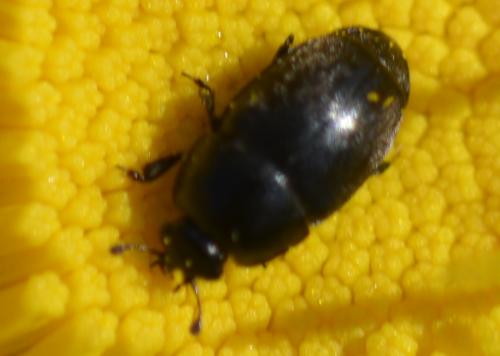Meligethinae